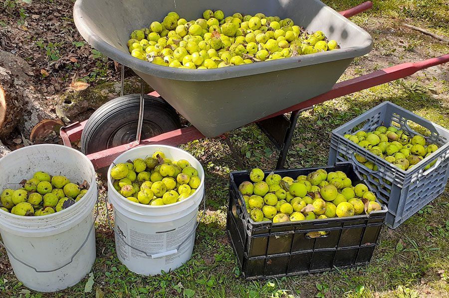 apples