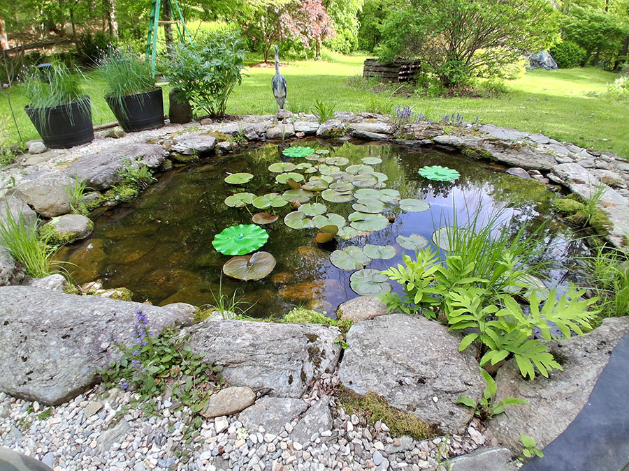 Pond 26 June