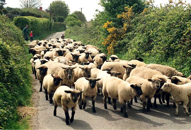 Sheep en route